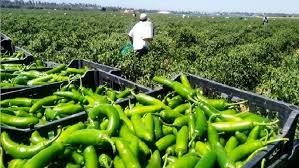 1. Harvesting