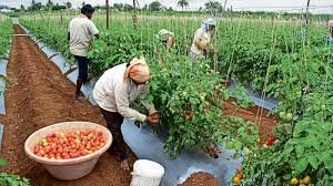 1. Harvesting