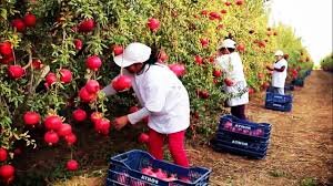 1. Harvesting