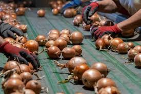 2. Sorting & Quality Inspection