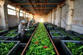 2. Sorting & Quality Inspection